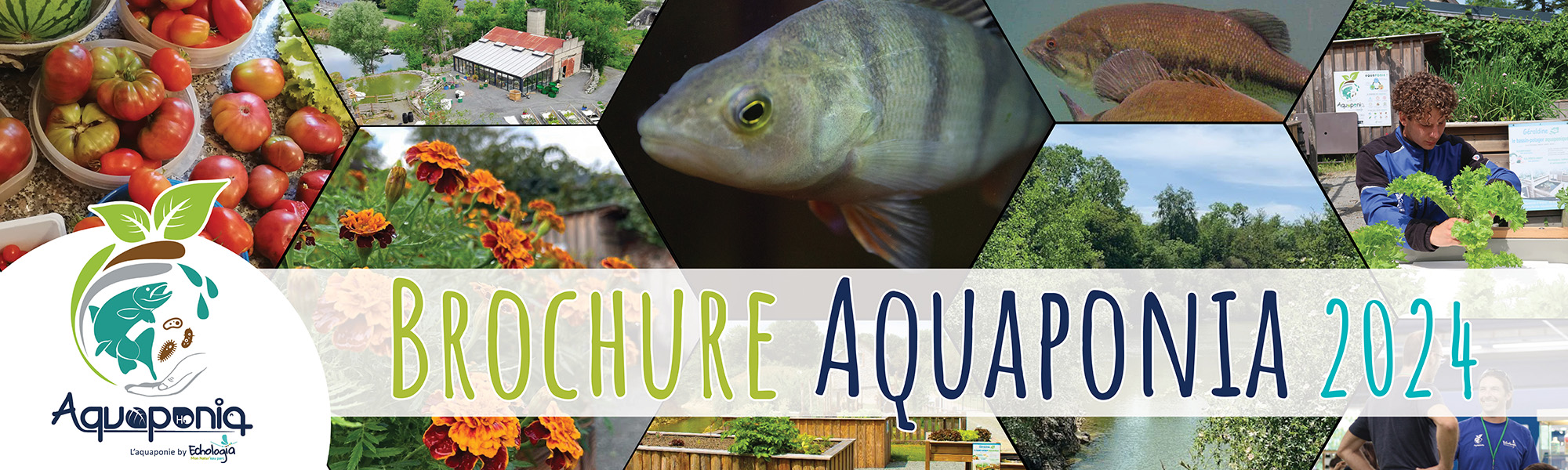 Aquaponia / Echologia