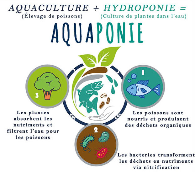 infographie salon aquaponie echologia 2020